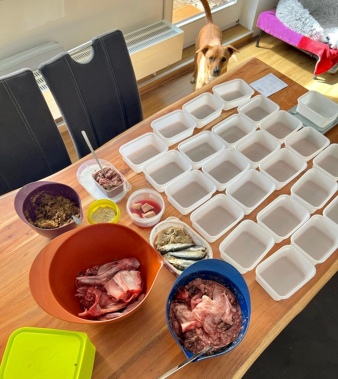 DIY raw dog food is not limited to a kitchen space - any large table works too